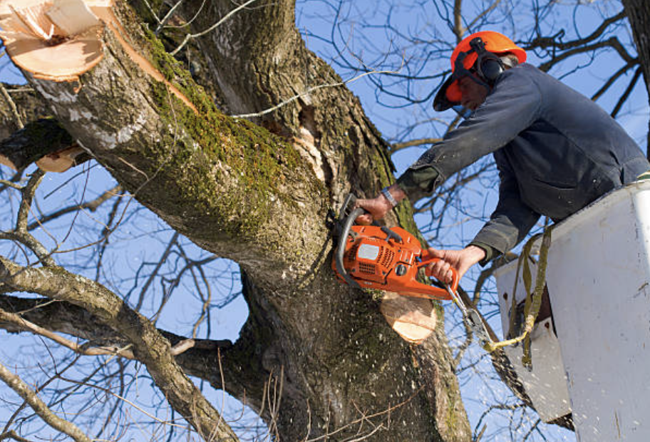 tree trimming in Camp Hill