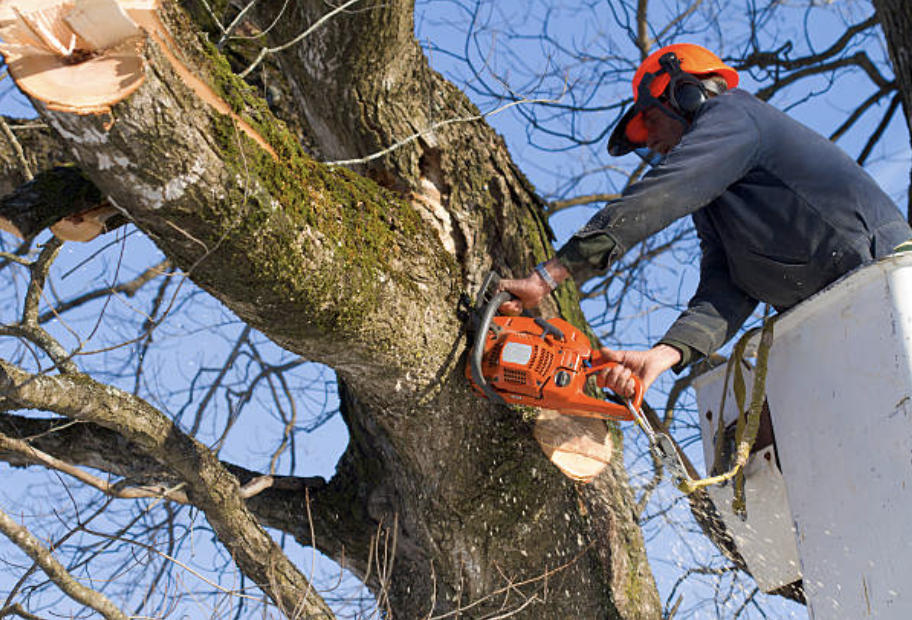 tree trimming in Lisman